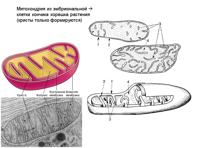 Митохондрия из эмбриональной  клетки кончика корешка растения (кристы только формируются)